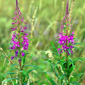 6 x épilobe, laurier de saint-antoine - epilobium angustifolium  - godet 9x9 cm