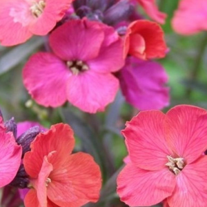 Erysimum hybrida.  - erysimum hybrida 'red jep'  - godet 9x9 cm