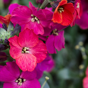 6 x erysimum hybrida.  - erysimum hybrida 'red jep'  - godet 9x9 cm