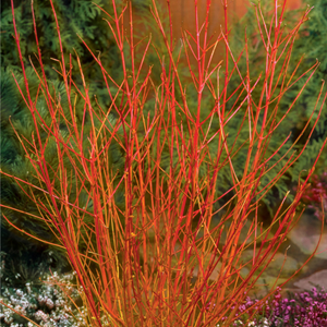 2 x cornus sanguinea 'midwinter fire' - 40-50 cm pot