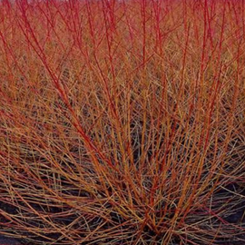 2 x cornus sanguinea 'midwinter fire' - 40-50 cm pot