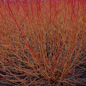 2 x cornus sanguinea 'midwinter fire' - 40-50 cm pot