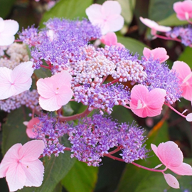 Hortensia aspera  - hydrangea aspera 'hot chocolate'®  - 25-30 cm pot