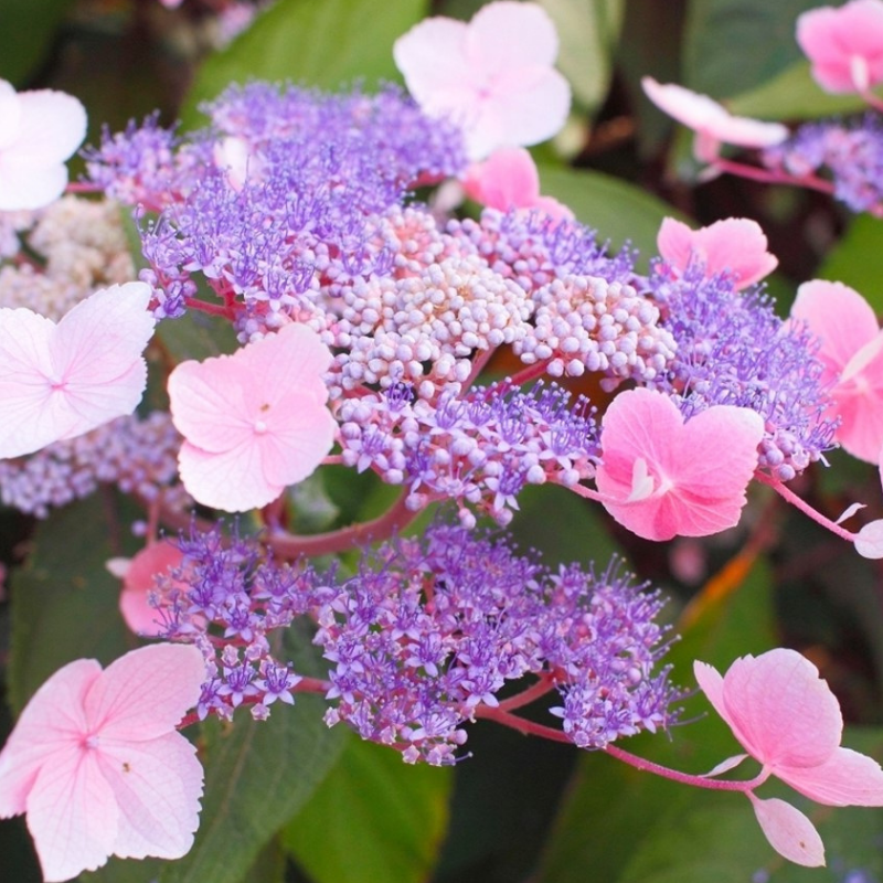 Hortensia aspera - hydrangea aspera 'hot chocolate'® - 25-30 cm pot