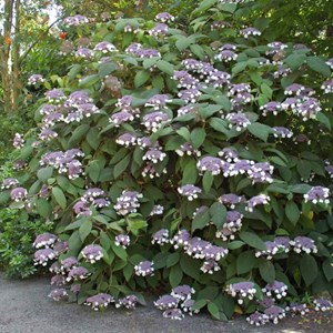 Hortensia aspera  - hydrangea aspera 'hot chocolate'®  - 25-30 cm pot