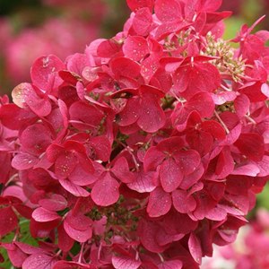 2 x hortensia paniculé  - hydrangea paniculata 'diamond rouge'  - 40-50 cm pot