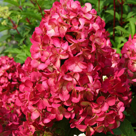 2 x hortensia paniculé  - hydrangea paniculata 'diamond rouge'  - 40-50 cm pot