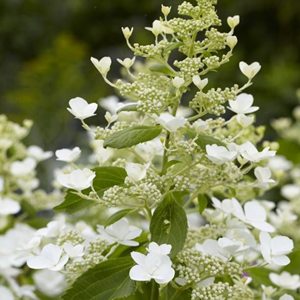 2 x hortensia paniculé  - hydrangea paniculata 'levana'®  - 40-50 cm pot