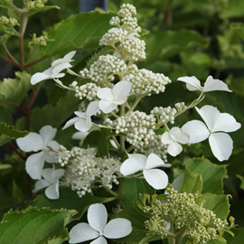 2 x hortensia paniculé  - hydrangea paniculata 'levana'®  - 40-50 cm pot
