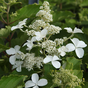 2 x hortensia paniculé  - hydrangea paniculata 'levana'®  - 40-50 cm pot