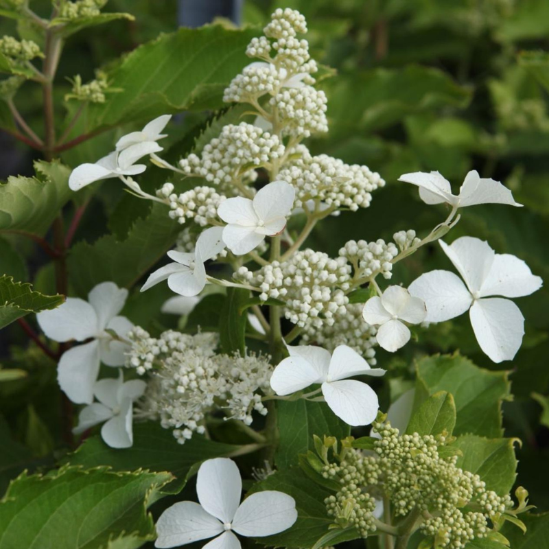 Arborix - 2 x hortensia paniculé  - hydrangea paniculata 'levana'®  - 40-50 cm pot