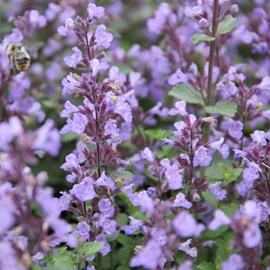 Herbe à chat, chataire  - nepeta faassenii 'junior walker'®  - godet 9x9 cm
