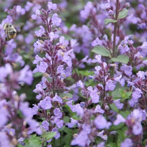 Herbe à chat, chataire  - nepeta faassenii 'junior walker'®  - godet 9x9 cm