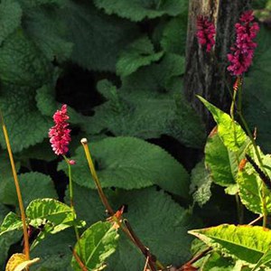 Persicaire, renouée  - persicaria amplexicaulis 'speciosa'  - godet 9x9 cm