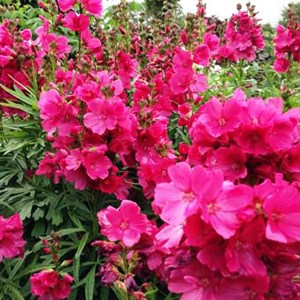 Sidalcea oregana 'brilliant' - godet 9x9 cm