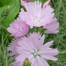 Sidalcea 'elsie heugh' - godet 9x9 cm