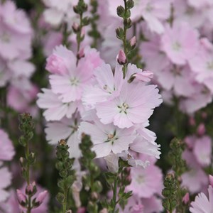 Sidalcea 'elsie heugh' - godet 9x9 cm