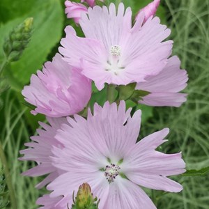Sidalcea 'elsie heugh' - godet 9x9 cm