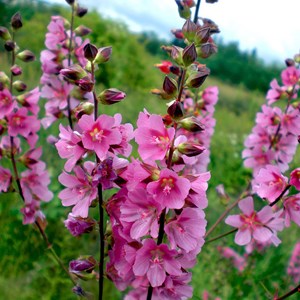 Sidalcea 'rosy gem' - godet 9x9 cm