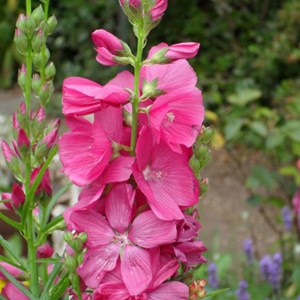 Sidalcea 'rosy gem' - godet 9x9 cm