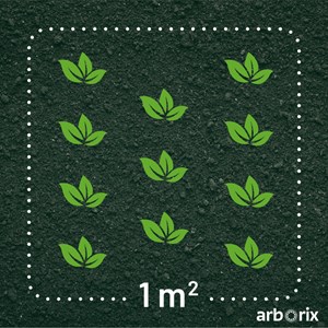 Thym citron  - thymus citriodorus 'bertram anderson'  - godet 9x9 cm