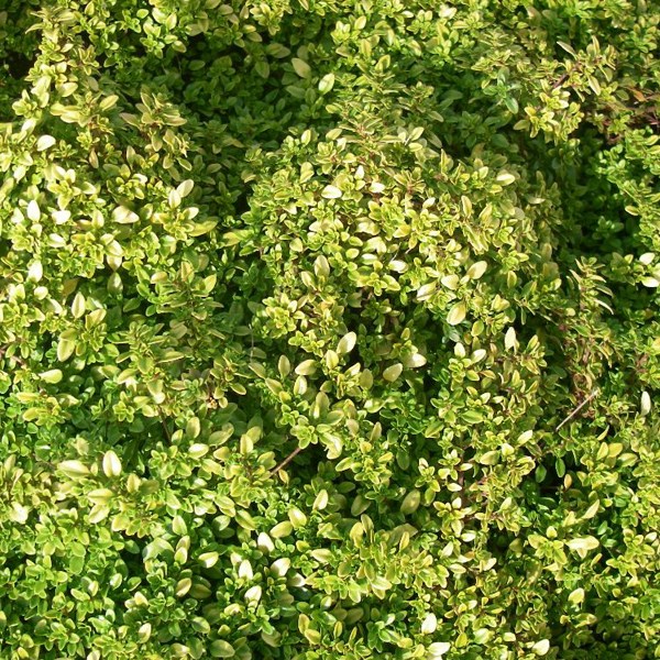 6 x thym citron - thymus citriodorus 'bertram anderson' - godet 9x9 cm