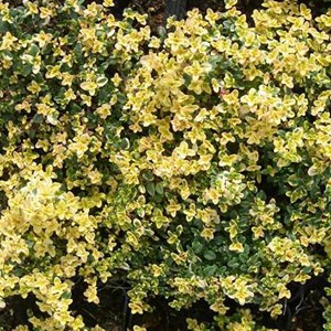 6 x thym couché panaché - thymus 'doone valley'  - godet 9x9 cm