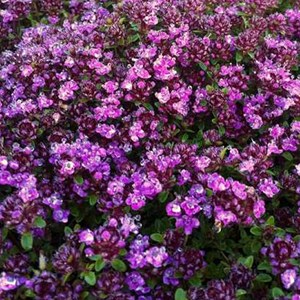 Thym précoce  - thymus praecox 'coccineus'  - godet 9x9 cm