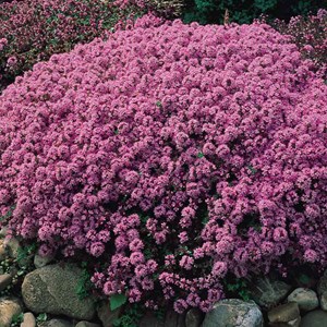 6 x thym serpolet - thymus serpyllum  - godet 9x9 cm