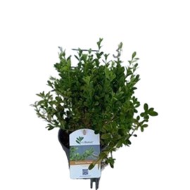 Betterbuxus® heritage - buxus betterbuxus 'heritage'  - 20-25 cm pot