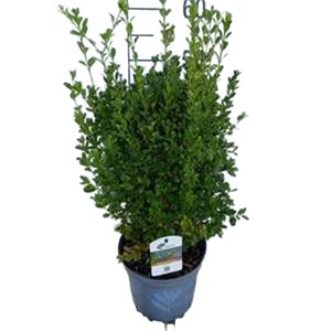 Betterbuxus® heritage - buxus betterbuxus 'heritage'  - boule pot 30&nbsp;+ cm