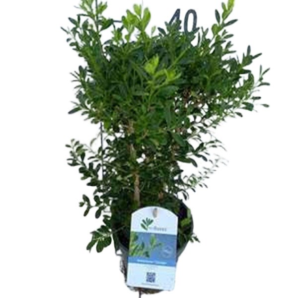 Arborix - Betterbuxus® skylight - buxus betterbuxus 'skylight'  - 30-40 cm pot