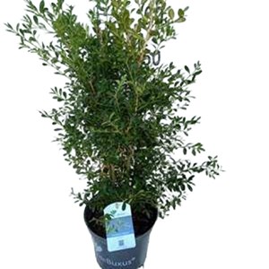 Betterbuxus® skylight - buxus betterbuxus 'skylight'  - boule pot 30&nbsp;+ cm