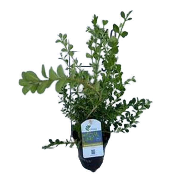 Arborix - Buxus betterbuxus 'babylon beauty' - 30-40 cm pot