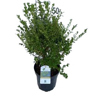 Buxus betterbuxus 'babylon beauty' - 30-40 cm pot