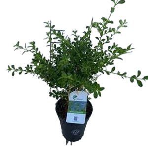 Betterbuxus® ‘renaissance’ - buxus betterbuxus 'renaissance'  - 15-20 cm pot