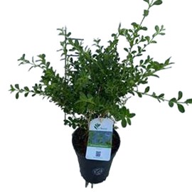 Betterbuxus® ‘renaissance’ - buxus betterbuxus 'renaissance'  - 25-30 cm pot