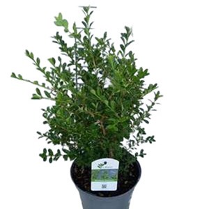Betterbuxus® ‘renaissance’ - buxus betterbuxus 'renaissance'  - 25-30 cm pot
