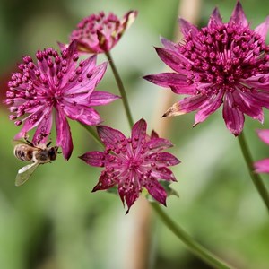 Astrantia major 'ruby wedding' - godet 9x9 cm