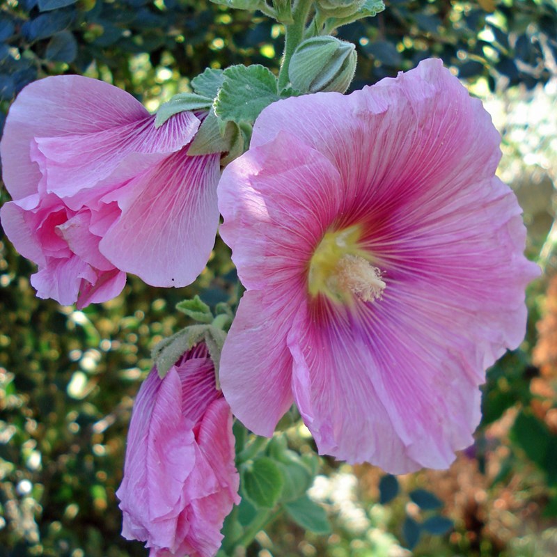 6 x rose trémière 'rosea ' - alcea rosea 'rosea' - godet 9x9 cm