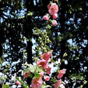 6 x rose trémière 'rosea ' - alcea rosea 'rosea'  - godet 9x9 cm