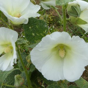 Rose trémière  - alcea rosea 'alba'  - godet 9x9 cm