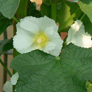 Rose trémière  - alcea rosea 'alba'  - godet 9x9 cm