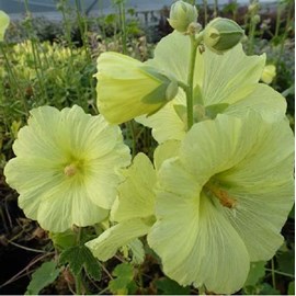 Rose trémière  - alcea rosea 'aurea'  - godet 9x9 cm