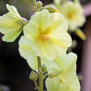 Rose trémière  - alcea rosea 'aurea'  - godet 9x9 cm