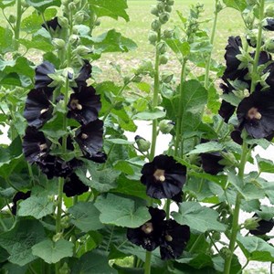 Rose trémière  - alcea rosea 'nigra'  - godet 9x9 cm