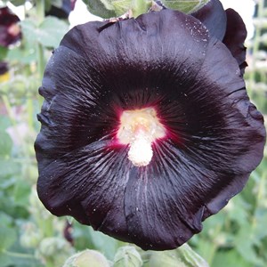 6 x rose trémière  - alcea rosea 'nigra'  - godet 9x9 cm