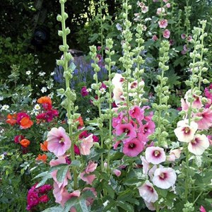 Rose trémière  - alcea rosea 'simplex'  - godet 9x9 cm