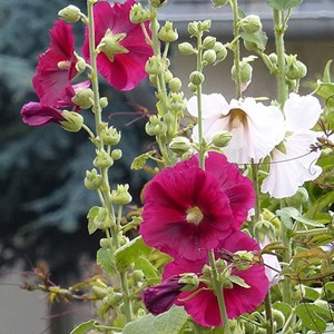 Rose trémière  - alcea rosea 'simplex'  - godet 9x9 cm