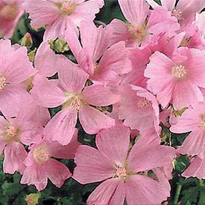 Alcée  - malva alcea 'fastigiata'  - godet 9x9 cm